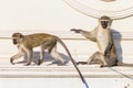 Monkeys Two Roof Animals Royalty Free Stock Photo