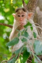 Young monkey in deep thoughts Royalty Free Stock Photo