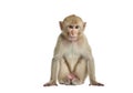 A young monkey sitting on the ground with a thoughtful expression on its face isolated on transparent background Royalty Free Stock Photo