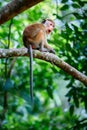 Young monkey sitting on a tree. Toque macaque Macaca sinica in Wilpattu. Wildlife scene from Sri Lanka