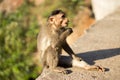 Young monkey sitting and waiting for food