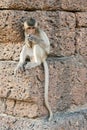 Young Monkey Sitting on Wall Royalty Free Stock Photo