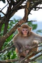 Young Monkey on the tree Royalty Free Stock Photo