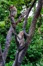 Young monkeys climbing on tree Royalty Free Stock Photo