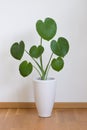 Young monstera plant in white pot Royalty Free Stock Photo