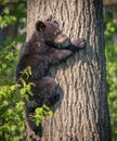 Young 4 month old cub climbs up tree for safety in Minnesota Royalty Free Stock Photo