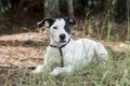 Pointer Bulldog mixed breed mutt dog pet adoption photo Royalty Free Stock Photo