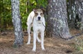 White and tan mixed breed puppy dog, animal shelter pet adoption photo Royalty Free Stock Photo