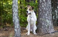 White and tan mixed breed puppy dog, animal shelter pet adoption photo Royalty Free Stock Photo