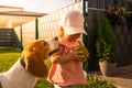 Young 12-18 months caucasian baby girl playing with beagle dog in garden Royalty Free Stock Photo