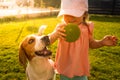 Young 12-18 months caucasian baby girl playing with beagle dog in garden Royalty Free Stock Photo