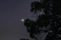 The young moon after sunset descends to the horizon and hides behind the dense branches of pine tree Royalty Free Stock Photo