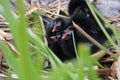 Young Moorhen Chicks in Their Nest