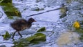 Young moorhen in a river.