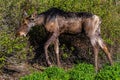 Young Moose Alces alces Feeding Royalty Free Stock Photo