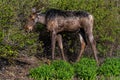 Young Moose Alces alces Feeding Royalty Free Stock Photo