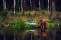 Young moose & x28;Alces alces& x29; drinks water in the lake. Elk symbol of Sweden. Wildlife scene from nature