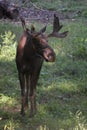 Young Moose Buck With a Small Rack of Antlers