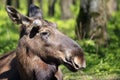 Young moose bull / elk in forrest in the sun