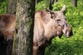 Young cow moose / elk in forrest in the sun Royalty Free Stock Photo