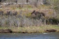 Young moose bull grazes next to the Gros Ventre River just off Gros Ventre Road