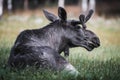 Young Moose Bull Resting in Meadow