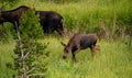 Young Moose Calf Cautiously Walks Through Tall Grass Along Creek Royalty Free Stock Photo