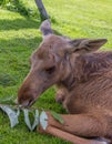 Young moose calf feeding on a branch Royalty Free Stock Photo