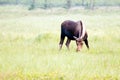 Young Moose Calf