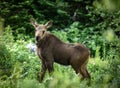 Young Moose Calf with Long Eyelashes Royalty Free Stock Photo