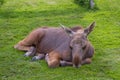 Young moose calf resting in the cut grass