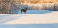 Young moose calf in a snowy winter wonderland in Lithuania Royalty Free Stock Photo