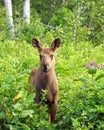 Young moose calf Royalty Free Stock Photo