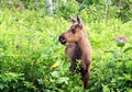 Young moose calf Royalty Free Stock Photo