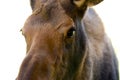 Young Moose Calf in the Yukon Territories, Canada Royalty Free Stock Photo