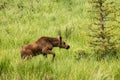 Young moose in Colorado