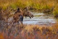 Young moose with driping water from his chin in Alaska