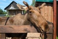 Moose in a farm pen Royalty Free Stock Photo