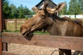 Portrait of an Elk Royalty Free Stock Photo