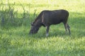 Young moose Royalty Free Stock Photo