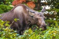 Young Moose Royalty Free Stock Photo