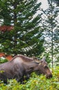 Young Moose Royalty Free Stock Photo