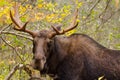 Young moose male Royalty Free Stock Photo