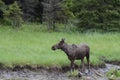 Young Moose in a muddly stream bed Royalty Free Stock Photo