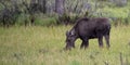 Young moose grazing on tall grass