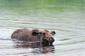 Young moose swimming