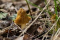 Morel Morchella esculenta - 01 Royalty Free Stock Photo