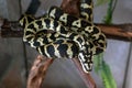 Young morelia spilota python resting after a meal. Snake basking in the sun curled in a ball on a brown branch. Close-up. Royalty Free Stock Photo