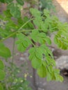 Young Moringa leaves are clean light green