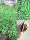 Young Moringa oleifera trees, and seed